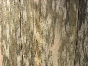 close-up of weathered wooden chopping block