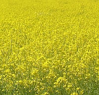 field of yellow oilseed rape