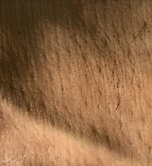 back of a hand with the texture of wood underneath